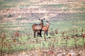 Defassa Waterbuck